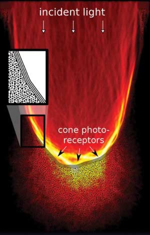 Biophotonics and self-organization