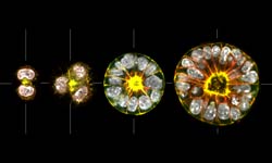 Formation of Epithelial Tissue